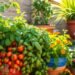 A thriving container garden with lush, verdant plants cascading from vibrant pots and planters. Sunlight filters through the leaves, casting a warm, golden glow. In the foreground, a variety of flourishing herbs, vegetables, and flowers - tomatoes, peppers, basil, marigolds - artfully arranged in a well-curated display. The middle ground showcases larger potted plants, perhaps a dwarf citrus tree or ornamental grasses, creating a sense of depth and layering. The background hints at a cozy patio or balcony setting, with a glimpse of earthy, textured walls or fencing. The overall scene emanates a feeling of abundance, tranquility, and the pride of successful container gardening.